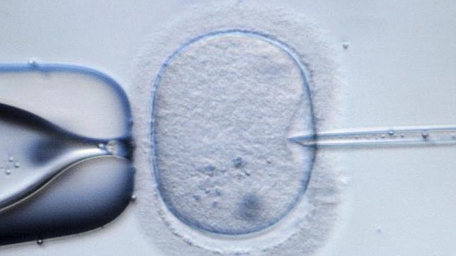 Reino Unido presenta el borrador que permitirá «embriones de tres padres»