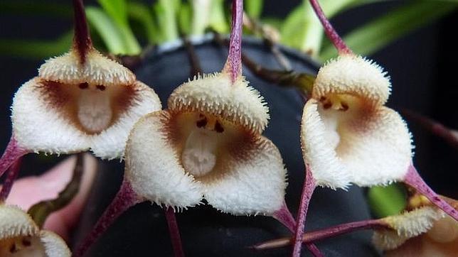 El interior de la flor está cubierto de una especie de pelo