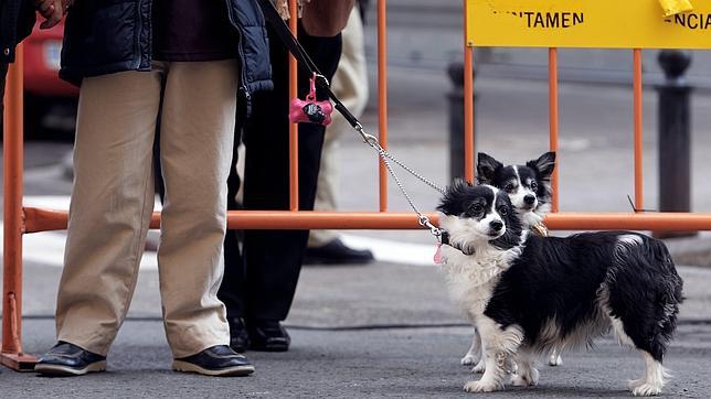 Consejos prácticos para que las mascotas disfruten de las Fallas