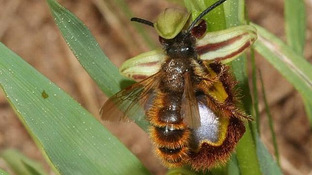 La avispa de la imagen confunde a la orquídea "abeja" con una hembra de su especie