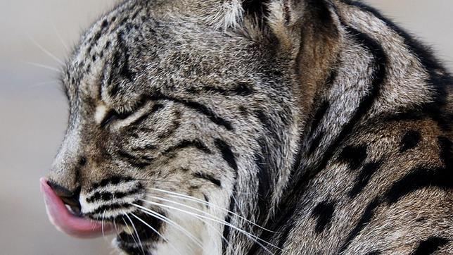 Denuncian la construcción de una carretera en un área de dispersión del lince