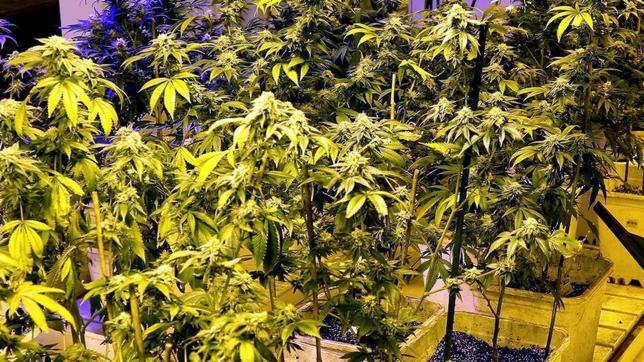 Crece entre los menores el número de consumidores de riesgo de cannabis