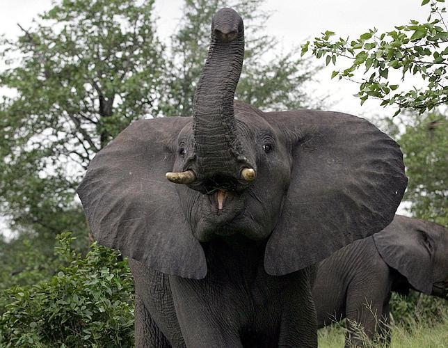Los elefantes saben gritar «¡cuidado, humanos!»