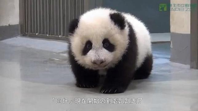 Vídeo: El bebé panda que no quiere irse a dormir