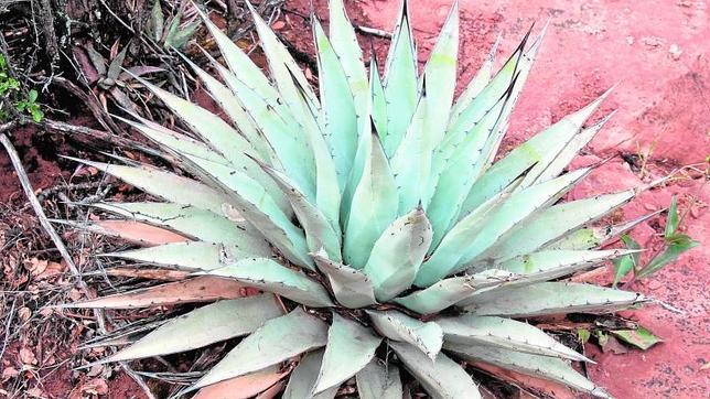 La planta del tequila también podría servir para controlar la diabetes tipo 2