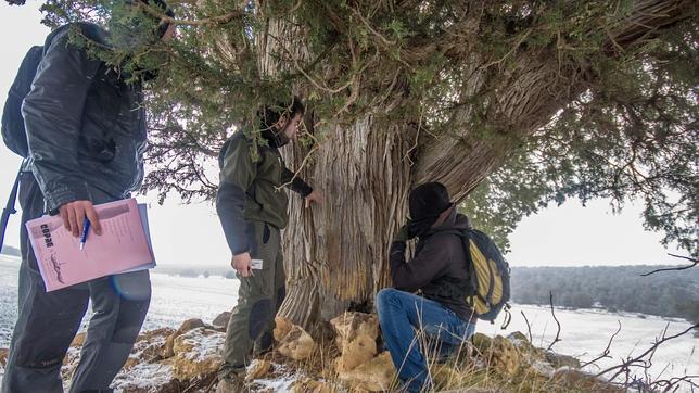 La respuesta a los misterios de los árboles de la comarca de Molina de Aragón