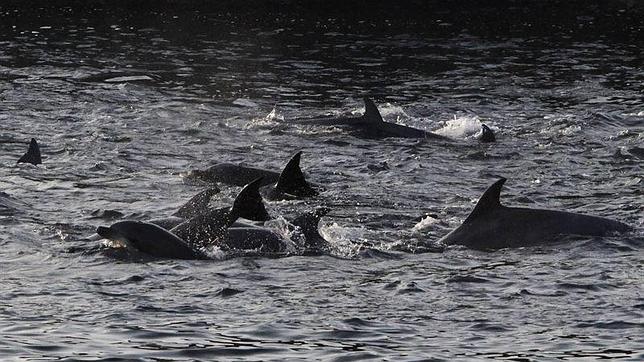 Más de 30 delfines mueren en Canadá tras quedar atrapados en el hielo