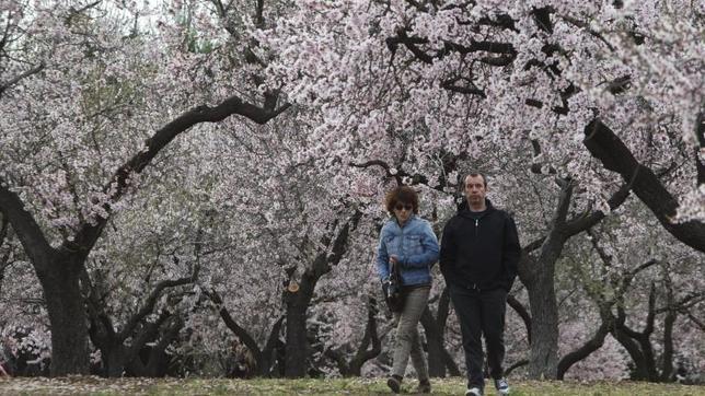 Parque de la Quinta de los Molinos con sus almendros en flor