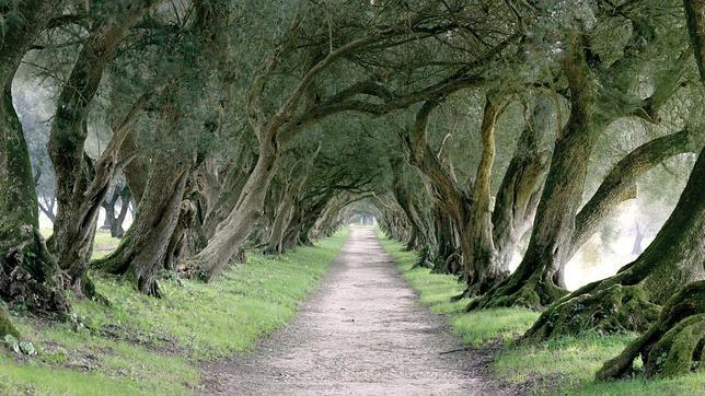 Camino arbolado en el Pazo de Santa Cruz de Ribadulla