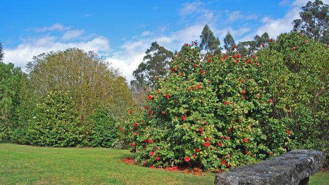 Camelias de vivo color en el Pazo de A Saleta