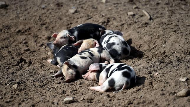 No solo se extinguen las especies silvestres