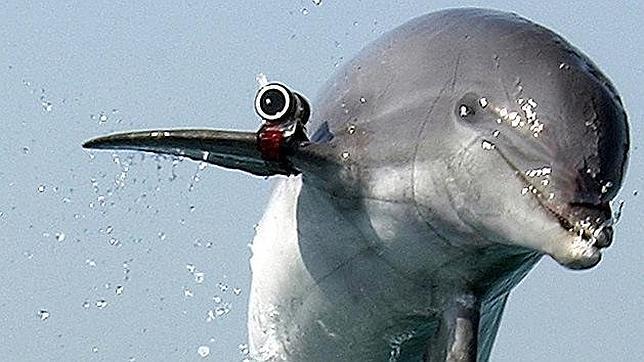 Los delfines de combate de Crimea se ponen al servicio de la Armada rusa
