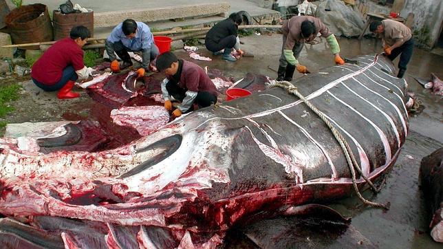 La Corte Internacional de Justicia dictamina que Japón debe cesar «de inmediato» de cazar ballenas en el Antártico