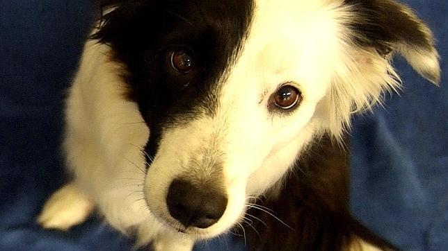 Cinco cosas que debes saber para que tu perro te haga caso