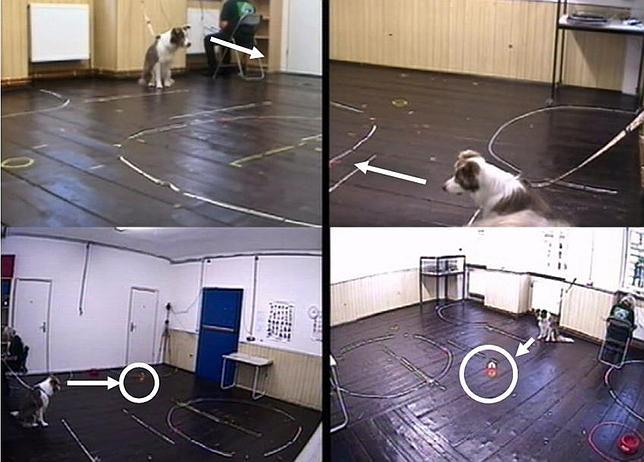 El primer experimento realizado con los perros