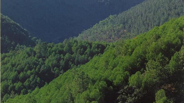 El sector forestal cobra cada vez mayor importancia en el medio rural
