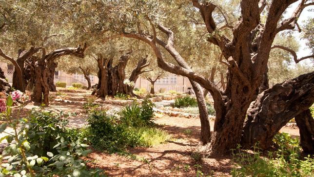 Los olivos de Getsemaní