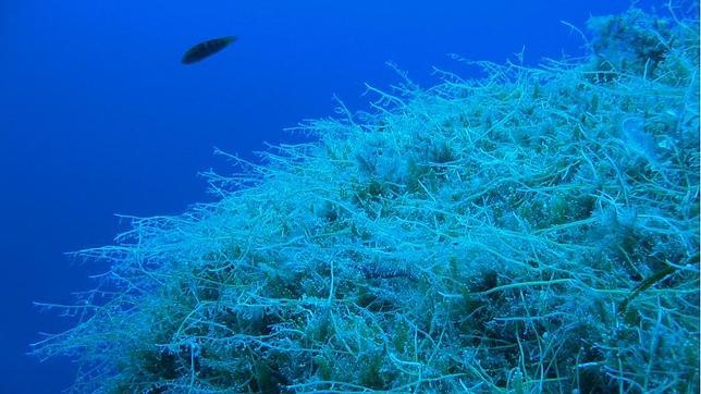 Una aplicación móvil para vigilar a las especies invasoras del Mediterráneo