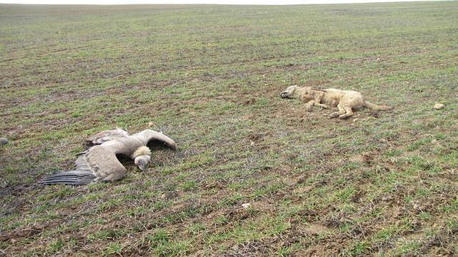 Concluye Life+ Veneno: cuatro años combatiendo el uso ilegal de cebos