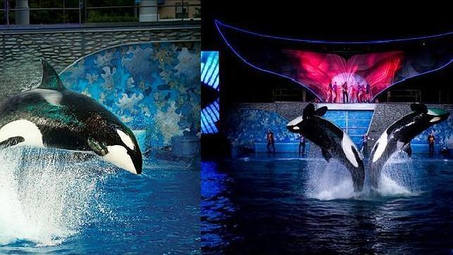 California pospone la decisión de prohibir los espectáculos de orcas en sus parques