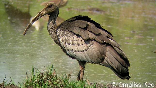 Las diez aves más raras del mundo