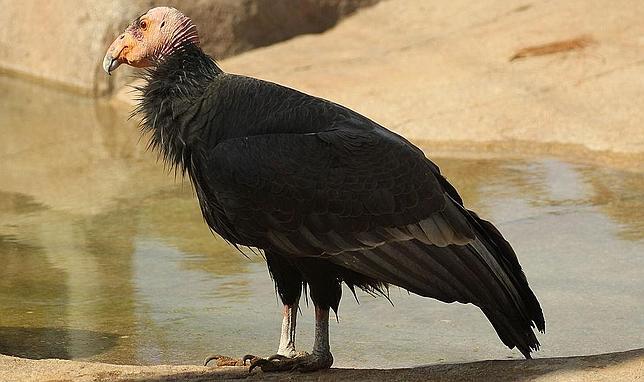 El cóndor de California