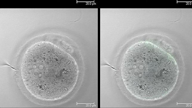 'Juno', la proteína de la fertilidad