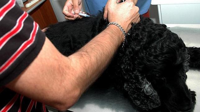 Un mes para vacunar a su mascota contra la rabia