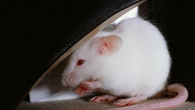 Ratones con alzheimer recuperan la memoria gracias a una terapia de la UAB