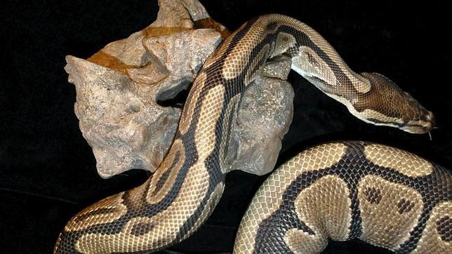 Las especies invasoras «toman» los Estados Unidos