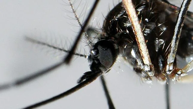 Polémica en Brasil por la liberación de mosquitos transgénicos contra el dengue