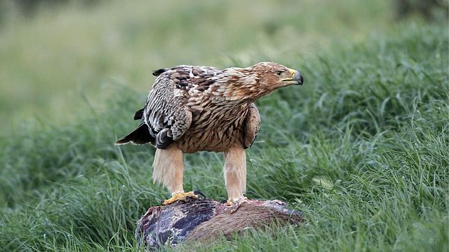 Águila real