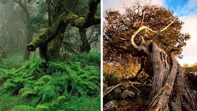 Dos muestras de la riqueza paisajística de El Hierro_ Fayal-brezal y sabinar