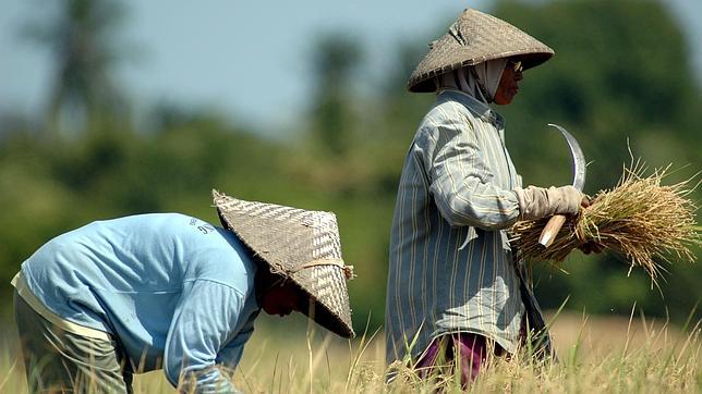 El aumento de CO2 disminuirá los nutrientes de algunos alimentos