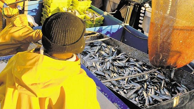 El Gobierno vasco detecta anisakis en «un porcentaje muy importante» de la anchoa capturada