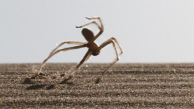 Descubren una araña «acróbata» que da volteretas por las dunas