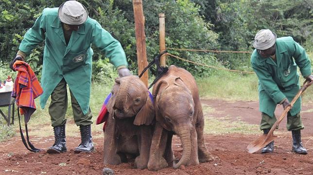 El orfanato de elefantes que planta cara al comercio ilegal de marfil
