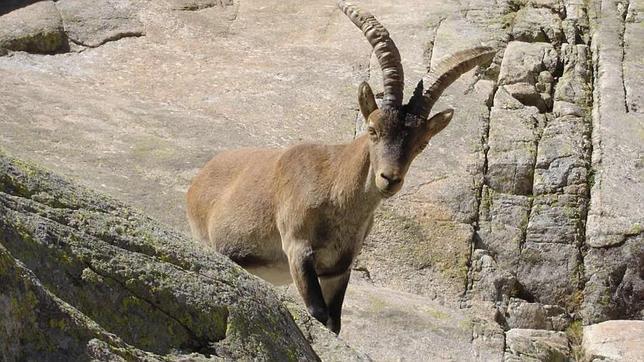 Científicos aragoneses clonan una especie de cabra extinguida hace 14 años