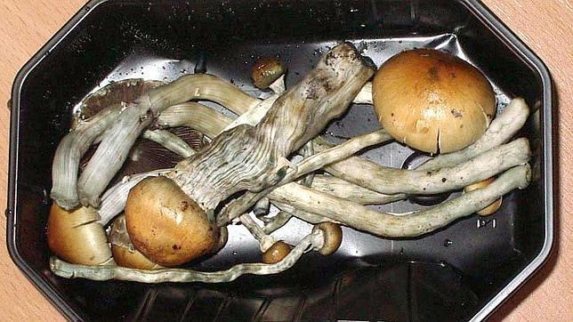 Hongos alucinógenos intervenidos en un alijo