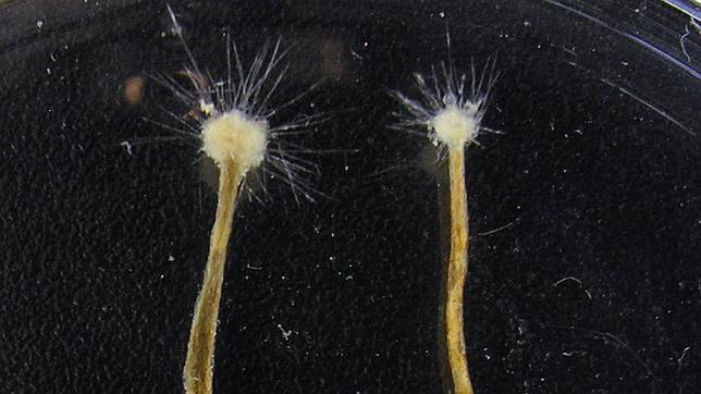 El protozoo hallado en la costa de Murcia