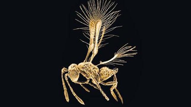 La avispa Tinkerbella nana