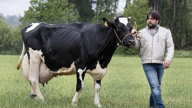 «Kaliña», la vaca frisona gallega que más leche produce: 71 kilos al día
