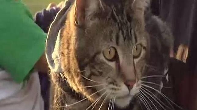 Tara, la gata que salvó a un niño del ataque de un perro, ya es una celebridad