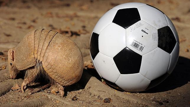 Mundial de Fútbol 2014: Proponen al Gobierno de Brasil y la Fifa que se protejan 10 km2 del hábitat del armadillo por cada gol