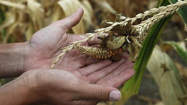 Cultivo de arroz en EE.UU.