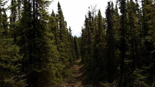 Más de 50.000 hectáreas arrasadas por un incendio en Alaska