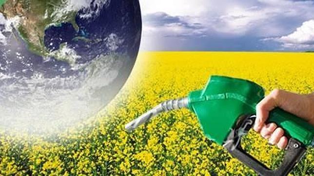 Una empresa americana quiere introducir un nuevo cultivo para biodiesel en Palencia