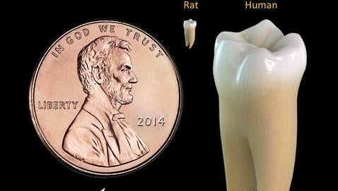 Diferencia de tamaño entre un diente de un ratón y un humano