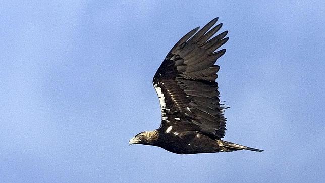 «El diclofenaco también mata águilas», denuncia SEO/BirdLife