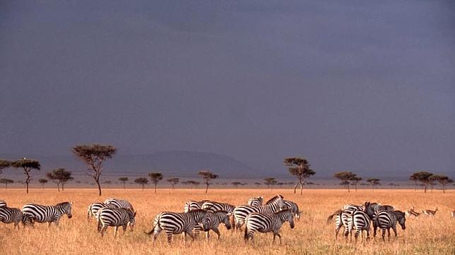 La cebra es el animal que realiza la mayor migración terrestre conocida en África